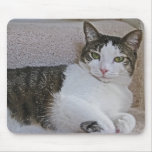 BA- Grey and White Kitty Cat on Sofa Mousepad