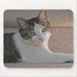 BA- Grey and White Kitty Cat Resting Mousepad