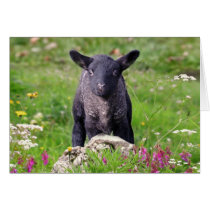 Baa-Baa Black Sheep Card