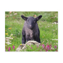 Baa-Baa Black Sheep Postcard