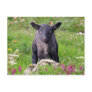Baa-Baa Black Sheep Postcard