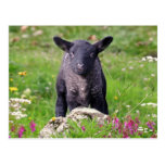 Baa-Baa Black Sheep Postcard
