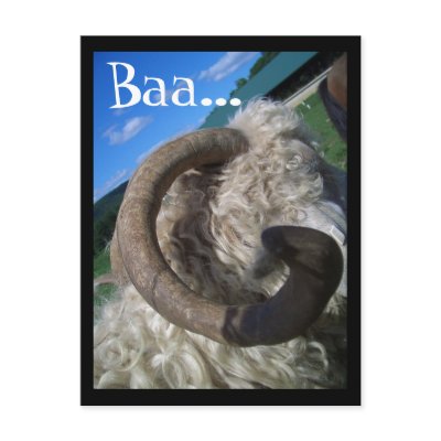 Baa... Post Cards by sorbetlove