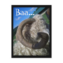 Baa... Post Cards