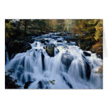 Babbling brook in forest from the Forest Greeting Card