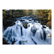 Babbling brook in forest from the Forest Invites
