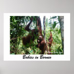 Babies in Borneo posters