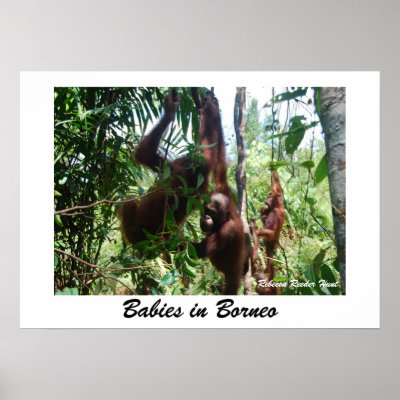 Babies in Borneo by Rebecca_Reeder