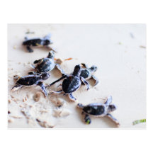 Babies turtles post cards
