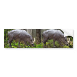 Babirusas Bumper Sticker