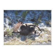 Baboon Babies Fighting Gallery Wrap Canvas