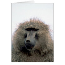 Baboon Card