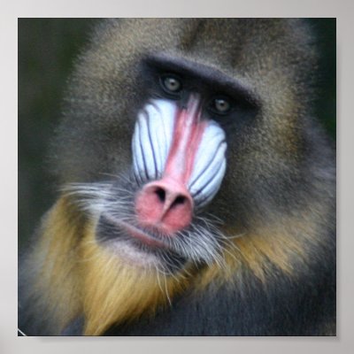 Baboon Face Poster Print by WildlifeAnimals