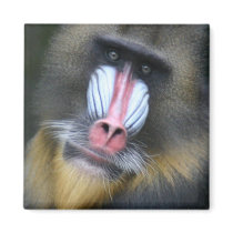 Baboon Face Square Magnet 