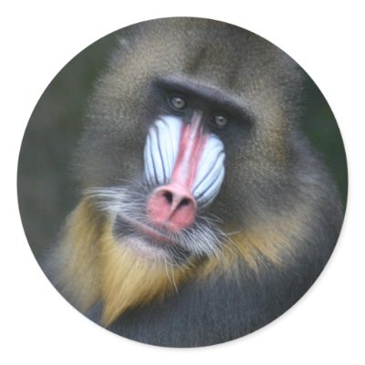 Baboon Face Sticker by WildlifeAnimals
