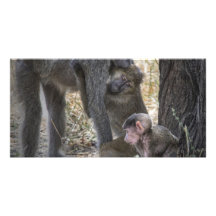 Baboon Family Personalised Photo Card