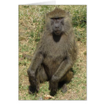 Baboon male card