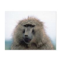 Baboon Postcard