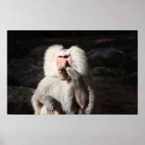 Baboon Poster