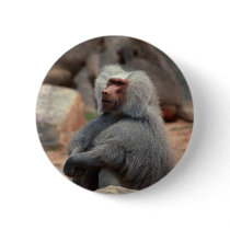 Baboon Sitting