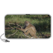 Baboon Speaker