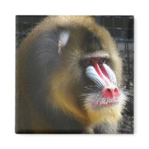 Baboon Square Magnet