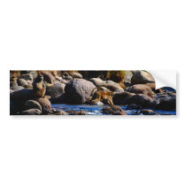 Baboons Crossing The River Bumper Sticker