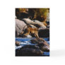 Baboons Crossing The River Card