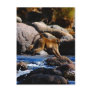 Baboons Crossing The River Post Card