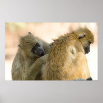 Baboons South Luwanga Print