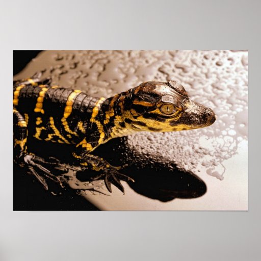 Alligator Posters, Alligator Prints - Zazzle UK