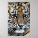Baby Amur Tiger Cub Portrait Print