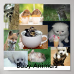 Baby animals posters