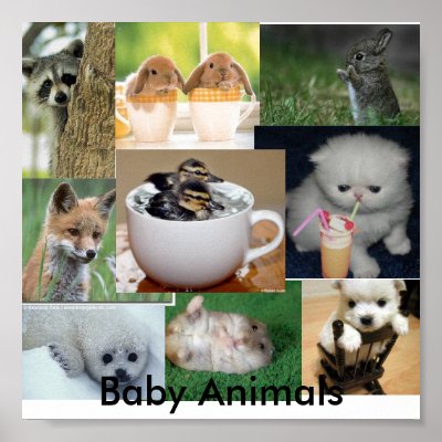 Baby animals poster by donutsrule