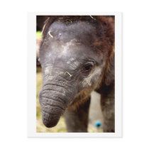 Baby Asian Elephant_03 Post Cards