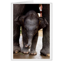 Baby Asian Elephant gift card - 03