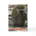 Baby Baboon Valentine cards
