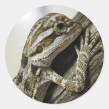 baby beardie stickers