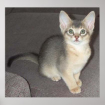 Baby big eye big ear Abyssinian blue male kitten