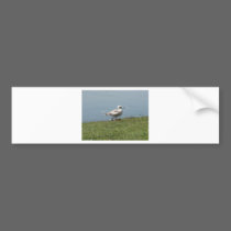 baby bird bumper stickers