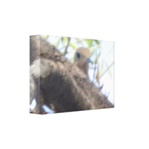 BABY BIRD IN NEST GALLERY WRAP CANVAS