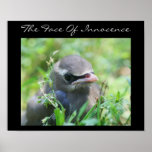 Baby Bird Innocence Inspirational Nature Poster posters