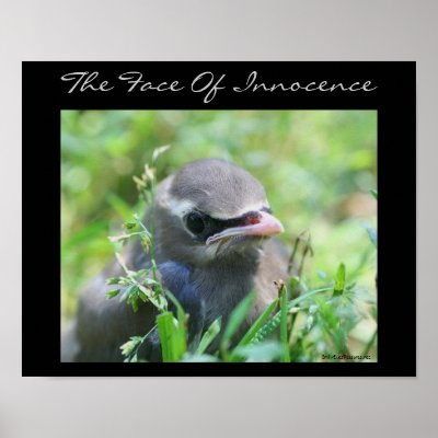 Baby Bird Innocence Inspirational Nature Poster by SmilinEyesTreasures