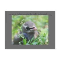 Baby Bird Nature Photo Inspirational Postcard