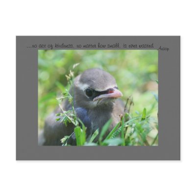 Baby Bird Nature Photo Inspirational Postcard by SmilinEyesTreasures
