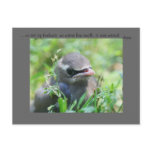 Baby Bird Nature Photo Inspirational Postcard
