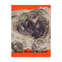 Baby Birds 1 Postcard