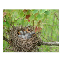 Baby Birds Post Card