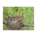 Baby Birds  postcards