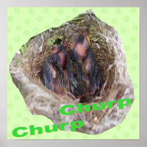 Baby Birds